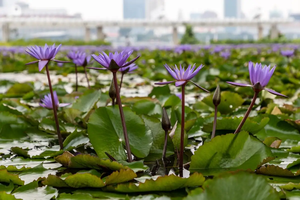 Water lilies in the reflecting pool around the ArtScience Museum