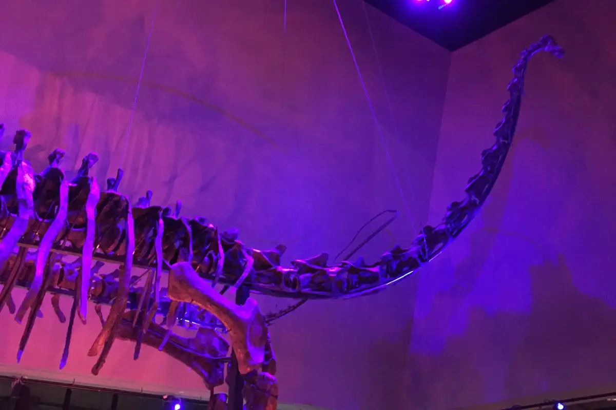 The main hall of the Lee Kong Chian Natural History Museum with mounted dinosaur skeletons