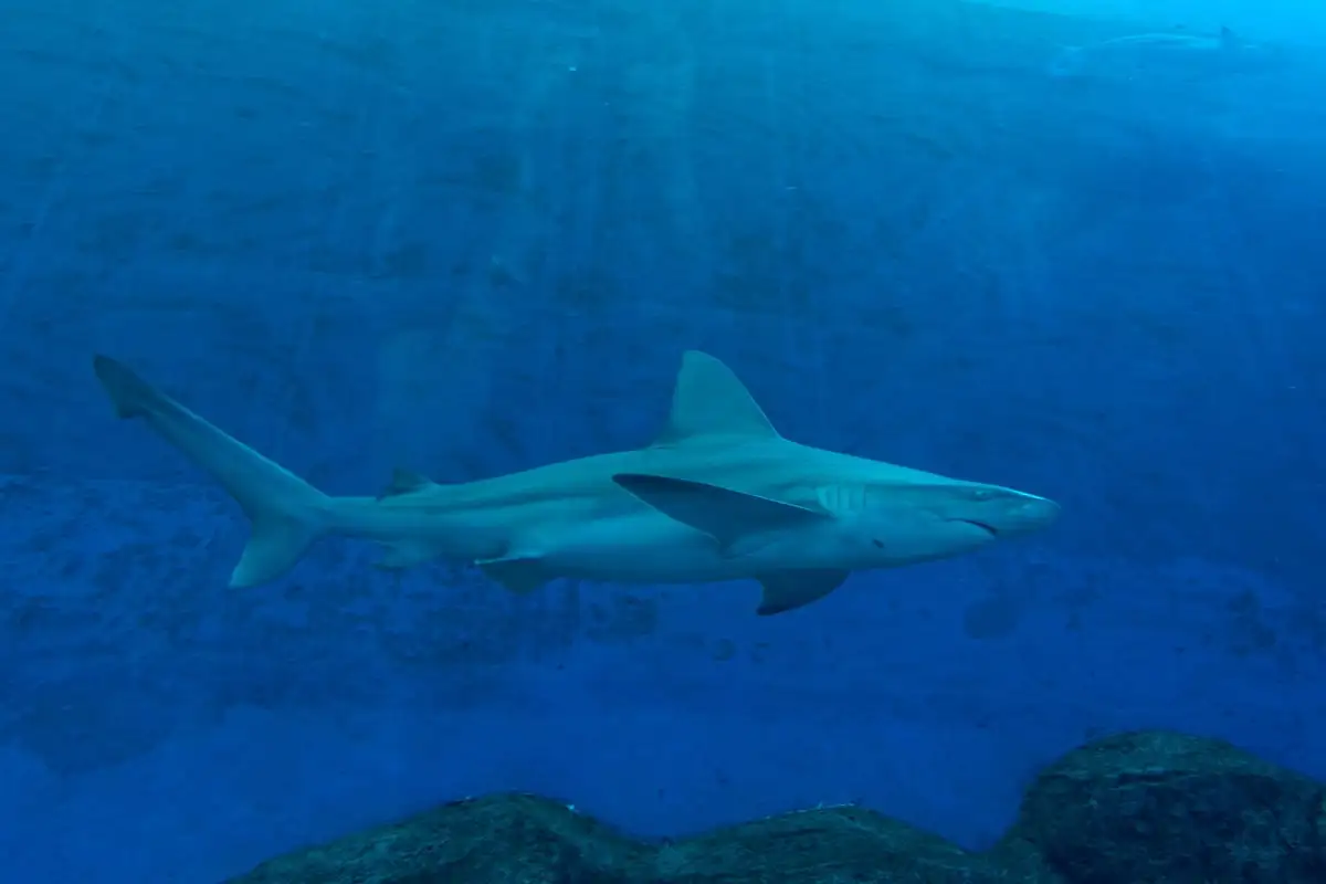 Sharks swimming past the large viewing panel at the Singapore Oceanarium