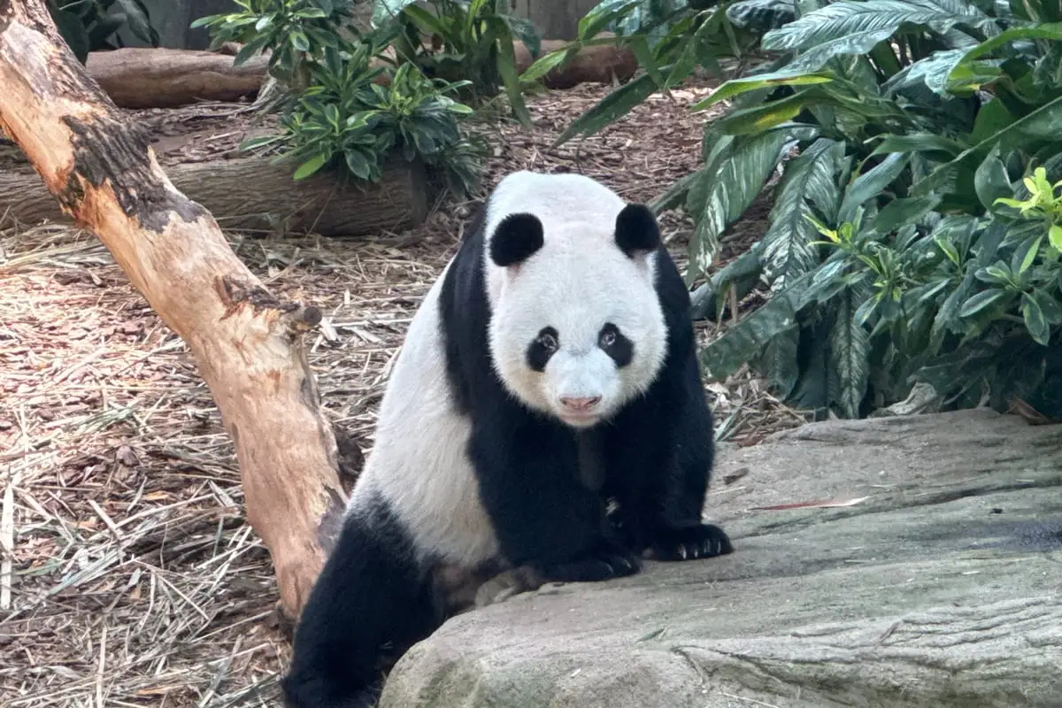 A giant panda feeding on bamboo inside the climate-controlled enclosure at River Wonders